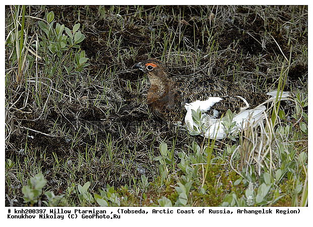 Lagopus lagopus, Willow Ptarmigan, ����������� ���������, ������������� �������, ����� ���������, �������, �����������, Tetraonidae, �����, �����, DONE, XYZ