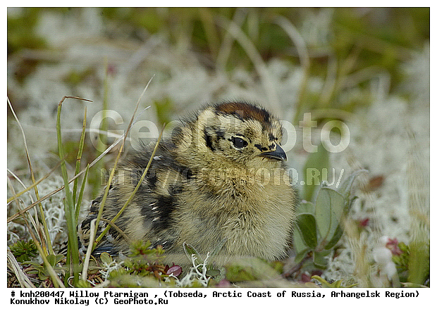 Lagopus lagopus, Willow Ptarmigan, ����������� ���������, ������������� �������, ����� ���������, �������, �����������, Tetraonidae, �����, �����, DONE, XYZ