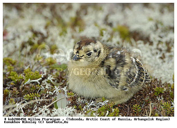Lagopus lagopus, Willow Ptarmigan, ����������� ���������, ������������� �������, ����� ���������, �������, �����������, Tetraonidae, �����, �����, DONE, XYZ