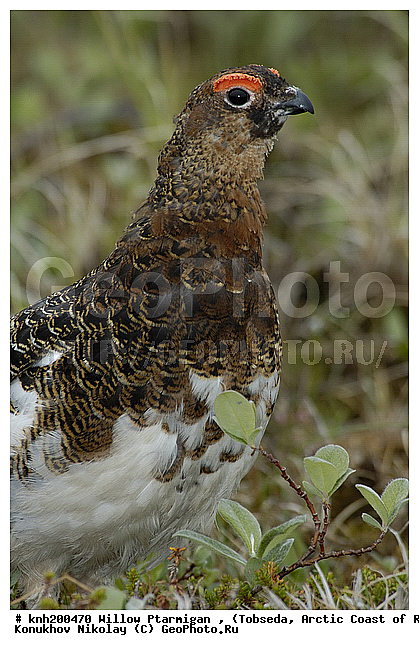 Lagopus lagopus, Willow Ptarmigan, ����������� ���������, ������������� �������, ����� ���������, �������, �����������, Tetraonidae, �����, �����, DONE, XYZ