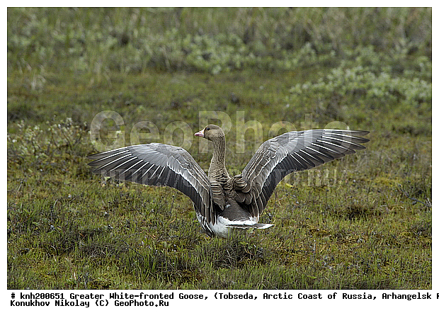 Anser albifrons, Greater White-fronted Goose, ����������� ���������, ������������� �������, ��������� ����, �������, ������, Anatidae, �����, �����, DONE, XYZ
