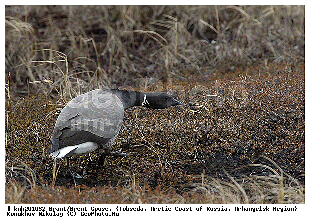 Brant, Branta bernicla, Brent Goose, ����������� ���������, ������������� �������, �������, ������ �������, ������, Anatidae, �����, �����, �����������������, ������������� �����, DONE, XYZ