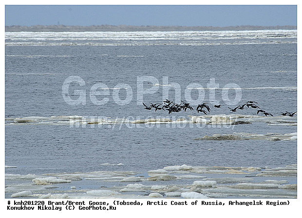 Brant, Branta bernicla, Brent Goose, ����������� ���������, ������������� �������, �������, ������ �������, ������, Anatidae, �����, �����, �����������������, ������������� �����, DONE, XYZ