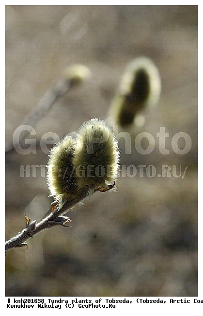 �������, ����������� ���������, ������������� �������, ��������, �������� ������. ��������� ���������� ������ (�. �������), �������, ������, �����, XYZ