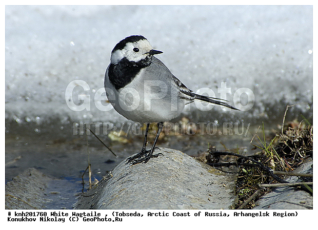 Motocilla alba, White Wagtaile, ����������� ���������, ������������� �������, ����� ����������, �������, �����, �����, DONE, �������������, Motacillidae, �������, �������, ����� ����������, Motacilla alba, XYZ