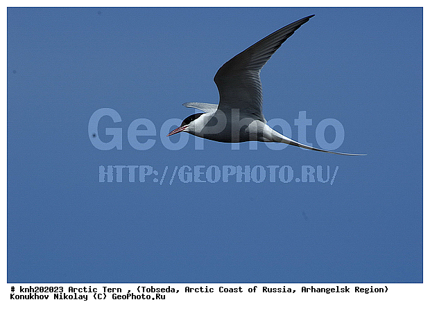 Arctic Tern, Sterna paradisaea, ����������� ���������, ������������� �������, �������� ������, �������, ���������, Sternidae, ������� �����, ������� �����, DONE


, XYZ
