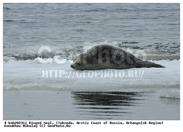 Pusa hispida, Ringed Seal, ����������� ���������, ������������� �������, ��������� �����, �������, �������������, �����, �����, DONE, ��������� ������, Phocidae, �������, �������, ��������� �����, ��������� ������, �����, Pusa hispida, XYZ