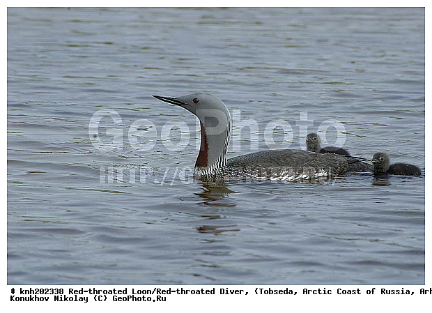Gavia stellata, Red-throated Diver, Red-throated Loon, ����������� ���������, ������������� �������, ����������� ������, �������, ���������, Gaviidae, ������� �����, ������� �����, DONE, XYZ