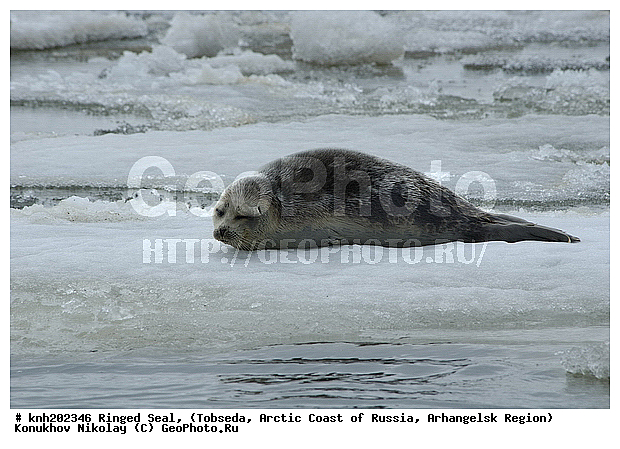 Pusa hispida, Ringed Seal, ����������� ���������, ������������� �������, ��������� �����, �������, �������������, �����, �����, DONE, ��������� ������, Phocidae, �������, �������, ��������� �����, ��������� ������, �����, Pusa hispida, XYZ