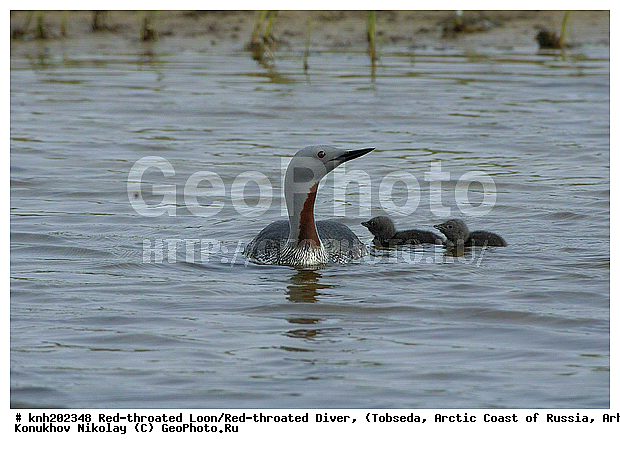 Gavia stellata, Red-throated Diver, Red-throated Loon, ����������� ���������, ������������� �������, ����������� ������, �������, ���������, Gaviidae, ������� �����, ������� �����, DONE, XYZ