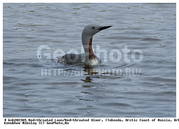 Gavia stellata, Red-throated Diver, Red-throated Loon, ����������� ���������, ������������� �������, ����������� ������, �������, ���������, Gaviidae, ������� �����, ������� �����, DONE, XYZ