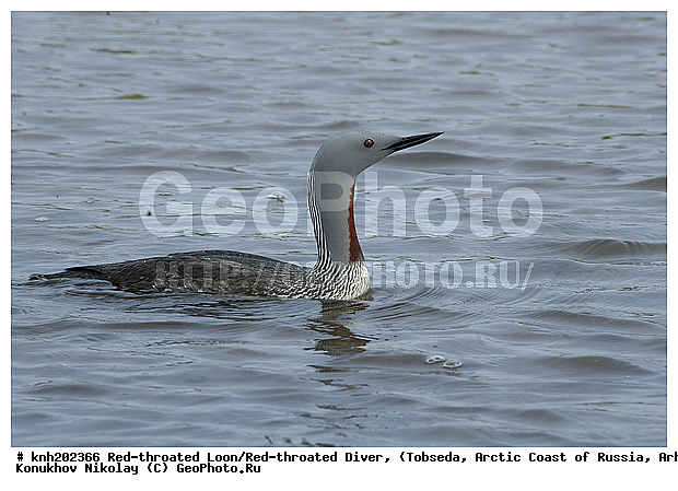 Gavia stellata, Red-throated Diver, Red-throated Loon, ����������� ���������, ������������� �������, ����������� ������, �������, ���������, Gaviidae, ������� �����, ������� �����, DONE, XYZ