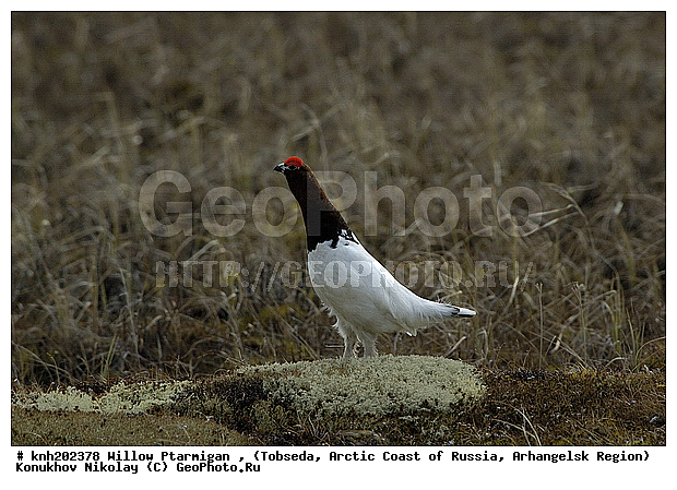 Lagopus lagopus, Willow Ptarmigan, ����������� ���������, ������������� �������, ����� ���������, �������, �����������, Tetraonidae, �����, �����, DONE, XYZ