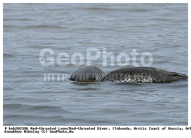 Gavia stellata, Red-throated Diver, Red-throated Loon, ����������� ���������, ������������� �������, ����������� ������, �������, ���������, Gaviidae, ������� �����, ������� �����, DONE, XYZ