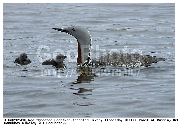 Gavia stellata, Red-throated Diver, Red-throated Loon, ����������� ���������, ������������� �������, ����������� ������, �������, ���������, Gaviidae, ������� �����, ������� �����, DONE, XYZ