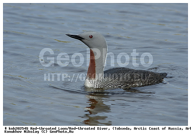 Gavia stellata, Red-throated Diver, Red-throated Loon, ����������� ���������, ������������� �������, ����������� ������, �������, ���������, Gaviidae, ������� �����, ������� �����, DONE, XYZ