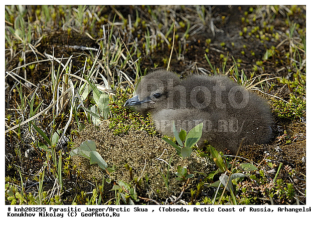 Arctic Skua, Parasitic Jaeger, Stercorarius parasiticus, ����������� ���������, ������������� �������, �������������� ��������, �������, ������������, Stercorariidae, ������� �����, ������� �����, DONE



, XYZ