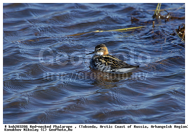 Phalaropus lobatus, Red-necked Phalarope, ����������� ���������, ������������� �������, ����������� ���������, �������, ���������, Scolopacidae, �����, �����, �����, ������, DONE, XYZ