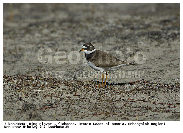 Charadrius hiaticula, Ring Plover, ����������� ���������, ������������� �������, ����������, �������, ���������, Charadriidae, �����, �����, �����, ������, DONE, XYZ