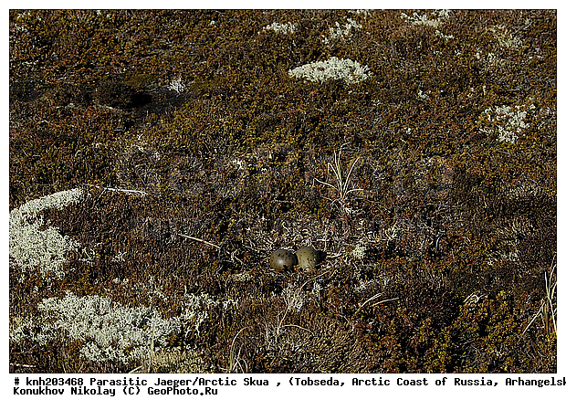 Arctic Skua, Parasitic Jaeger, Stercorarius parasiticus, ����������� ���������, ������������� �������, �������������� ��������, �������, ������������, Stercorariidae, ������� �����, ������� �����, DONE



, XYZ