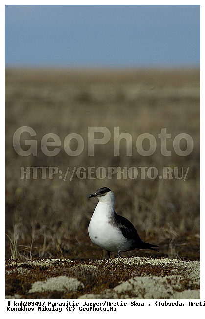 Arctic Skua, Parasitic Jaeger, Stercorarius parasiticus, ����������� ���������, ������������� �������, �������������� ��������, �������, ������������, Stercorariidae, ������� �����, ������� �����, DONE



, XYZ