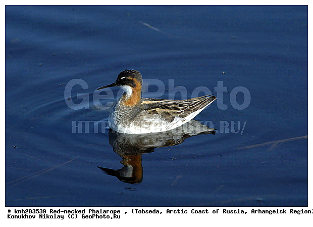 Phalaropus lobatus, Red-necked Phalarope, ����������� ���������, ������������� �������, ����������� ���������, �������, ���������, Scolopacidae, �����, �����, �����, ������, DONE, XYZ