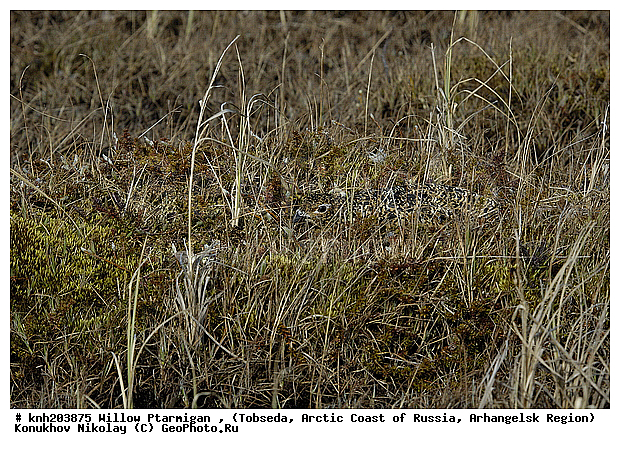 Lagopus lagopus, Willow Ptarmigan, ����������� ���������, ������������� �������, ����� ���������, �������, �����������, Tetraonidae, �����, �����, DONE, XYZ