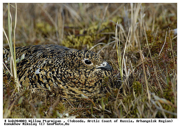 Lagopus lagopus, Willow Ptarmigan, ����������� ���������, ������������� �������, ����� ���������, �������, �����������, Tetraonidae, �����, �����, DONE, XYZ