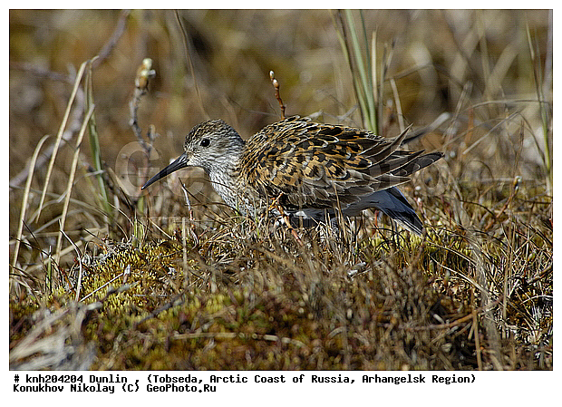 Calidris alpina, Dunlin, ����������� ���������, ������������� �������, �������, ����������, ���������, Scolopacidae, �����, �����, �����, ������, DONE, XYZ