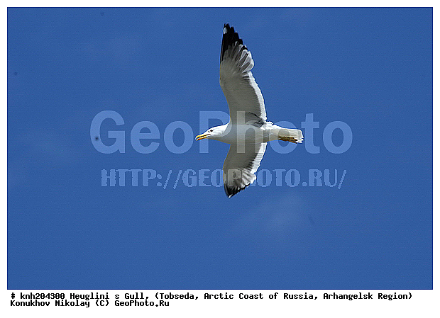 Heuglini�s Gull, Larus heuglini, ����������� ���������, ������������� �������, �������, �����, ��������, Laridae, ������� �����, ������� �����, DONE, ��������� �����, �������-��������� �����, XYZ