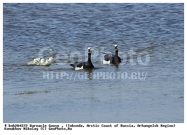 Barnacle Goose, Branta leucopsis, ����������� ���������, ������������� �������, ��������� �������, �������, ������, Anatidae, �����, �����, DONE, XYZ