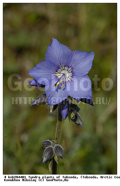 �������, ����������� ���������, ������������� �������, ��������, �������� ������. ��������� ���������� ������ (�. �������), �������, ������, �����, ������ ��������, ���������� ��������, �����, ��������, �����, ������, ������������ ��������, DONE, ���������, ������������, Polemoniaceae, �������, �������, ������ ��������������, Polemonium acutiflorum, ������ ��������������, Polemonium acutiflorum ssp. diminutum, Polemonium diminutum, Polemonium diminutum var. foliolatum, Polemonium foliolatum, XYZ