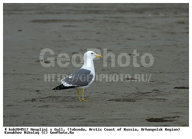 Heuglini�s Gull, Larus heuglini, ����������� ���������, ������������� �������, �������, �����, ��������, Laridae, ������� �����, ������� �����, DONE, ��������� �����, �������-��������� �����, XYZ