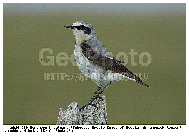 Northern Wheatear, Oenanthe oenanthe, ����������� ���������, ������������� �������, �������, �������, �����, �����, DONE, ������������, Muscicapidae, �������, �������, �������, ������������ �������, Oenanthe oenanthe, XYZ