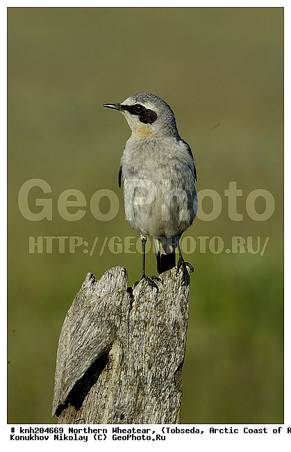 Northern Wheatear, Oenanthe oenanthe, ����������� ���������, ������������� �������, �������, �������, �����, �����, DONE, ������������, Muscicapidae, �������, �������, �������, ������������ �������, Oenanthe oenanthe, XYZ