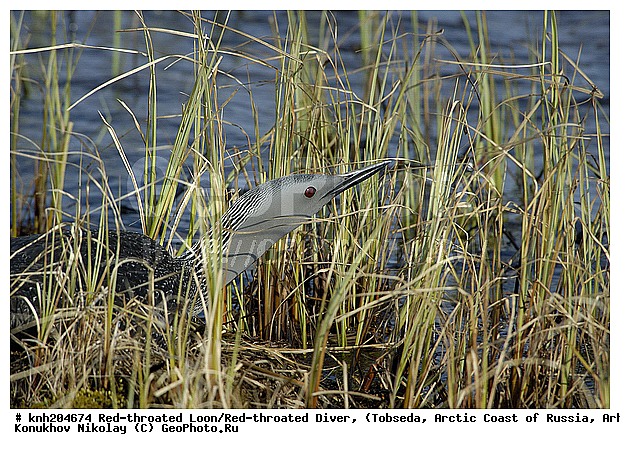 Gavia stellata, Red-throated Diver, Red-throated Loon, ����������� ���������, ������������� �������, ����������� ������, �������, ���������, Gaviidae, ������� �����, ������� �����, DONE, XYZ