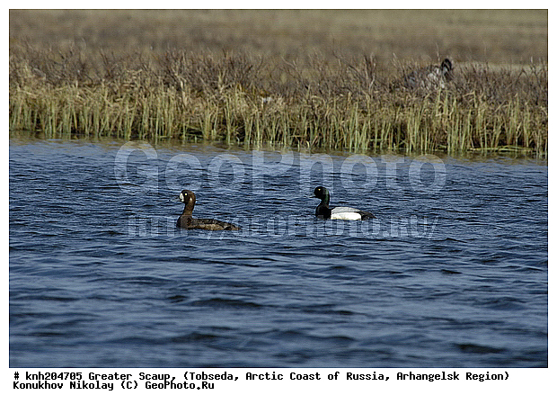 Aythya marila, Greater Scaup, ����������� ���������, ������������� �������, ������� �������, �������, ������, Anatidae, �����, �����, �����������������, ������������� �����, DONE, XYZ
