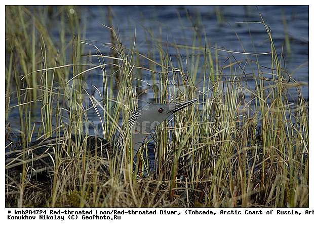 Gavia stellata, Red-throated Diver, Red-throated Loon, ����������� ���������, ������������� �������, ����������� ������, �������, ���������, Gaviidae, ������� �����, ������� �����, DONE, XYZ