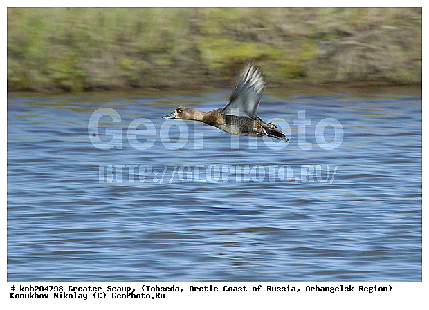 Aythya marila, Greater Scaup, ����������� ���������, ������������� �������, ������� �������, �������, ������, Anatidae, �����, �����, �����������������, ������������� �����, DONE, XYZ