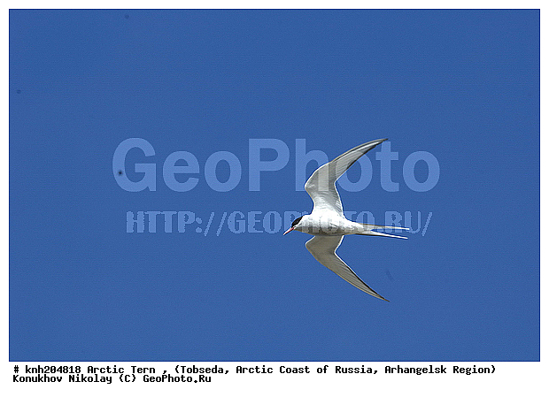 Arctic Tern, Sterna paradisaea, ����������� ���������, ������������� �������, �������� ������, �������, ���������, Sternidae, ������� �����, ������� �����, DONE


, XYZ