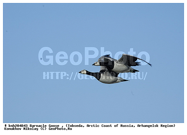 Barnacle Goose, Branta leucopsis, ����������� ���������, ������������� �������, ��������� �������, �������, ������, Anatidae, �����, �����, DONE, XYZ