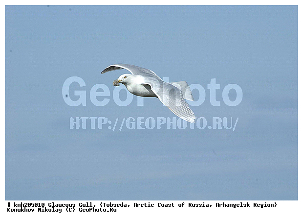 Glaucous Gull, Larus hyperboreus, ����������� ���������, ������������� �������, ����������, �������, ��������, Laridae, ������� �����, ������� �����, DONE, XYZ