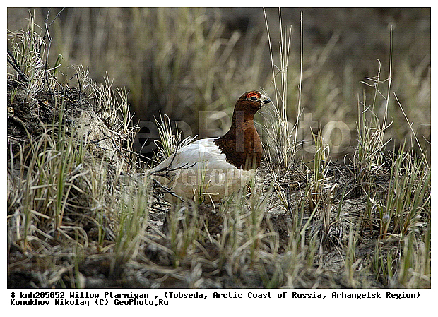 Lagopus lagopus, Willow Ptarmigan, ����������� ���������, ������������� �������, ����� ���������, �������, �����������, Tetraonidae, �����, �����, DONE, XYZ