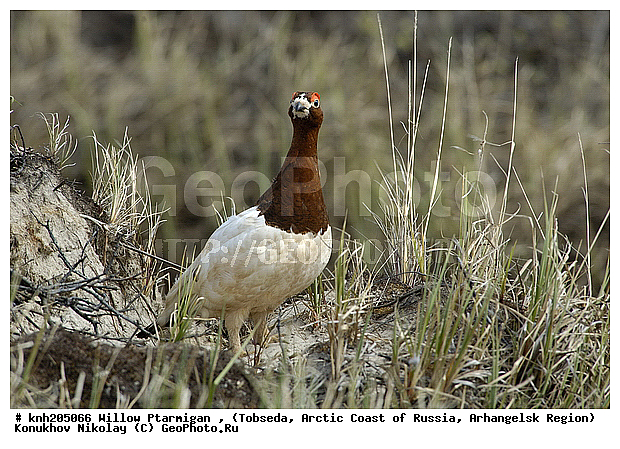 Lagopus lagopus, Willow Ptarmigan, ����������� ���������, ������������� �������, ����� ���������, �������, �����������, Tetraonidae, �����, �����, DONE, XYZ