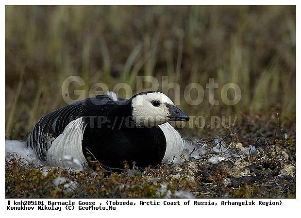 Barnacle Goose, Branta leucopsis, ����������� ���������, ������������� �������, ��������� �������, �������, ������, Anatidae, �����, �����, DONE, XYZ