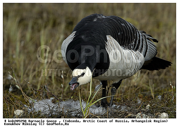 Barnacle Goose, Branta leucopsis, ����������� ���������, ������������� �������, ��������� �������, �������, ������, Anatidae, �����, �����, DONE, XYZ