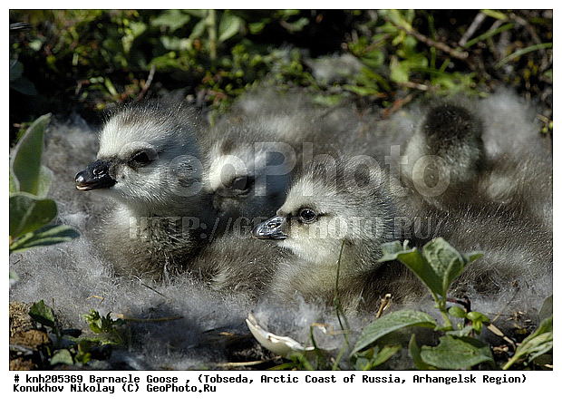 Barnacle Goose, Branta leucopsis, ����������� ���������, ������������� �������, ��������� �������, �������, ������, Anatidae, �����, �����, DONE, XYZ