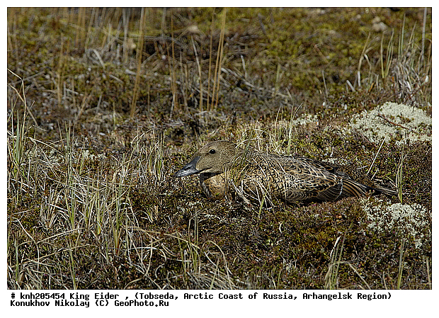 King Eider, Somateria spectabilis, ����������� ���������, ������������� �������, ����-����������, �������, ������, Anatidae, �����, �����, �����������������, ������������� �����, DONE, XYZ