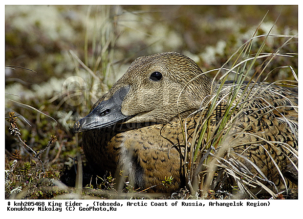 King Eider, Somateria spectabilis, ����������� ���������, ������������� �������, ����-����������, �������, ������, Anatidae, �����, �����, �����������������, ������������� �����, DONE, XYZ