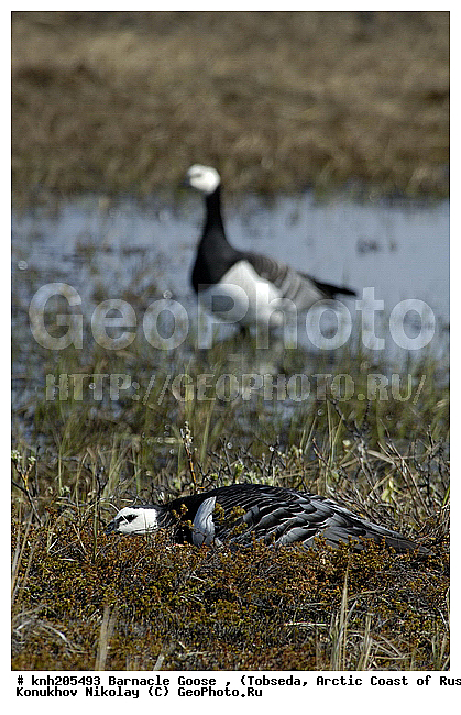 Barnacle Goose, Branta leucopsis, ����������� ���������, ������������� �������, ��������� �������, �������, ������, Anatidae, �����, �����, DONE, XYZ